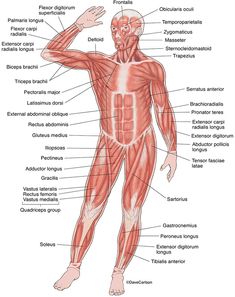 the muscles are labeled in this diagram, with labels on each side and their corresponding names