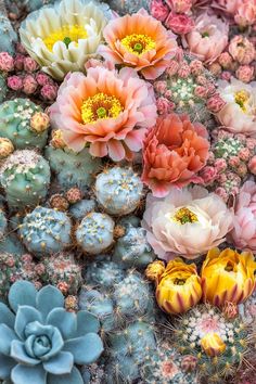 many different kinds of flowers are in the ground next to each other, including cacti and succulents