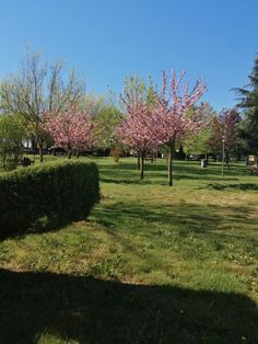 a grassy field with trees and bushes in the background