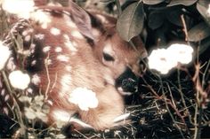 a baby deer is laying in the grass