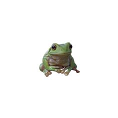 a green frog sitting on top of a white wall