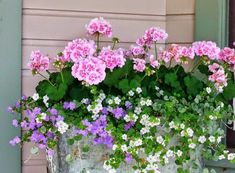 pink and white flowers in a window box