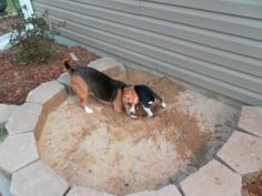 a beagle dog standing in the middle of a garden bed with dirt on it's side