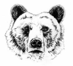 a black and white drawing of a bear's face