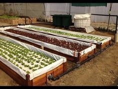 several rows of lettuce growing in an indoor greenhouse with white tarps covering them