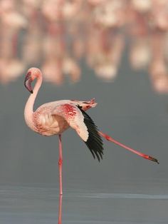 a pink flamingo standing in the water with it's long legs spread out