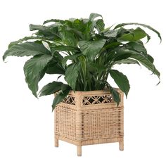 a large green plant in a wicker basket