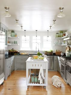 a dog is standing in the middle of a kitchen with stainless steel appliances and cabinets