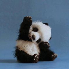 a black and white panda bear sitting on its back