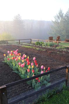 several tulips are growing in a garden behind a fence