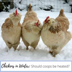 three chickens standing next to each other in the snow with words keeping chickens warm during winter