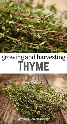 thyme growing and harvesting in the garden with text overlay that reads, growing and harvesting thyme