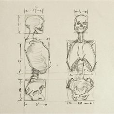 Paper Human, Anatomy Skeleton, 남성 근육, Skeleton Anatomy, Human Anatomy Drawing, Human Anatomy Art, Anatomy Sketches, Tattoo Women, Anatomy Study