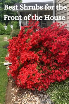 red flowers in front of a house with the words best shrubs for the front of the house