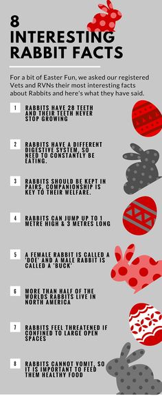 an info sheet describing the different types of rabbits