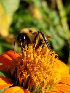 a bee sitting on top of an orange flower