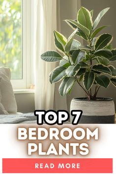 A large potted plant with glossy, green leaves and a creamy-white border occupies the foreground of a well-lit bedroom. The plant is positioned beside a white bed, partially covered by a light gray blanket, and a window with sheer curtains lets in soft natural light. Bold text at the bottom reads "TOP 7 BEDROOM PLANTS" with a button that says "READ MORE" in red. Bedroom Ideas With Plants Inspiration, Good Bedroom Plants, Plants To Have In Your Bedroom, Bedroom Inspirations With Plants, Rainforest Theme Bedroom, Bedroom Plants And Greenery Ideas, Plant Bedroom Ideas, Bedroom Plants Decor Ideas, Plants Bedroom Ideas