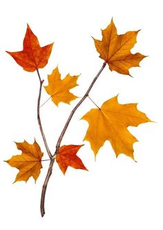 three autumn leaves on a twig against a white background