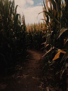 a dirt path in the middle of a corn field