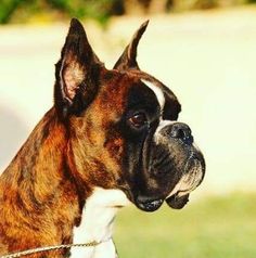 a brown and white dog standing on top of a lush green field