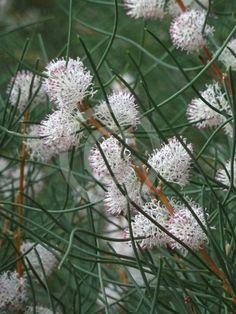 some very pretty white flowers in the grass