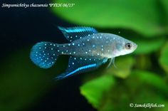 a blue and white fish swimming in an aquarium