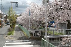 the street is lined with cherry blossom trees