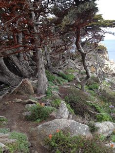 some very pretty trees on the side of a hill by the ocean with rocks and flowers