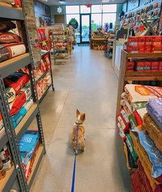 a small dog is tied to a leash in the aisle of a grocery store with shelves full of food