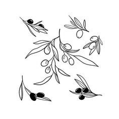 an olive branch with leaves and berries on it, drawn in black ink by hand