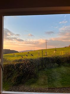 cows are grazing on the green grass in front of an open window at sunset or dawn