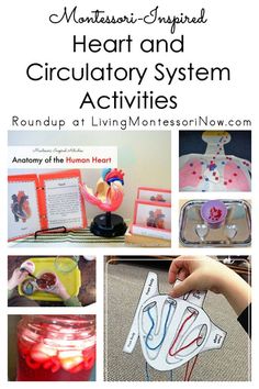 the heart and circulator system activities for kids to do with their own hands