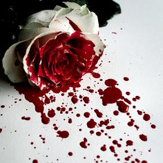 a white and red rose with some blood on the ground next to it's petals