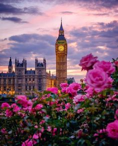 the big ben clock tower towering over the city of london at dusk with pink flowers in foreground