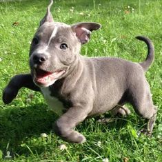 a small gray dog running across a lush green field