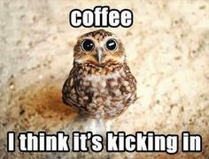 an owl sitting on top of a table with the caption coffee i think it's kicking in