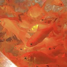 a group of fish swimming in a bowl filled with orange colored water and algaes