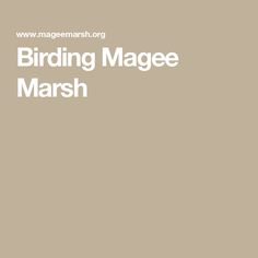 the birding magee marsh logo is shown in white on a beige background with black lettering