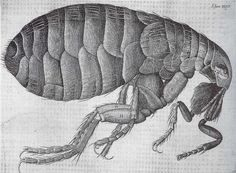 a drawing of a flea bug with long legs and large, hairy body on it's back