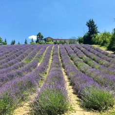 rows of lavender plants in the foreground with a barn in the background on a sunny day