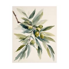 an olive tree branch with green leaves and fruit hanging from it's branches on a white background