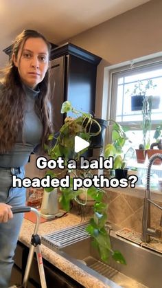 22K likes, 571 comments - _plantswithkrystal_ on January 2, 2024: "My bald headed pothos needed some help! If you want the grow light shown, comment “Clamp” and the link to it will be sent to your DM’s through automation. 

This golden pothos along with her sister live up top on the right and left of the kitchen window. Her sister is growing nicely and getting light where this one is not getting as much… hense, her bald headedness. 

You can chop and propagate if you wanted or you can choose ...