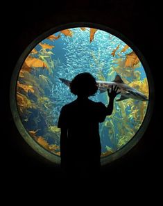 a person standing in front of an aquarium looking at fish