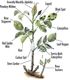 the parts of a plant labeled in spanish