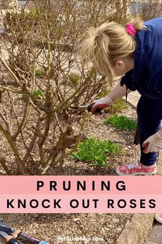 Rose Bush Pruning, How To Prune Knockout Roses, When To Prune Knockout Roses, Trimming Rose Bushes, Knock Out Roses Care, Knockout Roses In Landscaping Ideas, Pruning Roses Spring, Knockout Roses In Landscaping