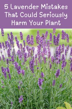 5 Lavender Mistakes That Could Seriously Harm Your Plant Planting Lavender, Pioneer Living, Suburban Homestead, Lavender Laundry