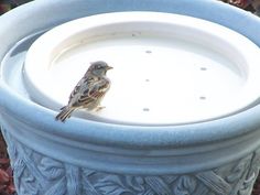 a small bird is sitting on the edge of a potted planter with water in it