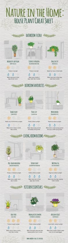 a poster showing different types of plants and their names