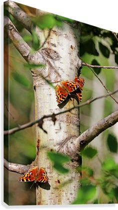 two butterflies sitting on the branches of a tree in front of some leaves and trees