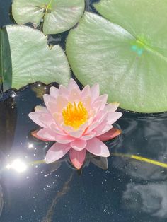 a pink water lily floating on top of a pond